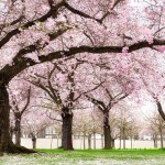 פריחת הדובדבן