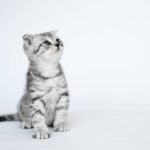 short and sweet kitten