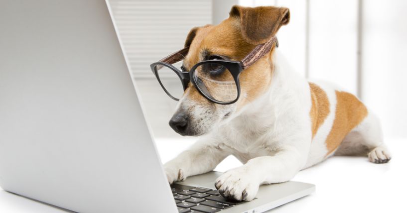 Dog reading email