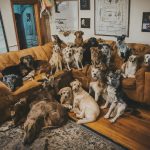 מחולל תמונות בינה מלאכותית